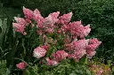 Hydrangea paniculata Vanille Fraise-2.webp