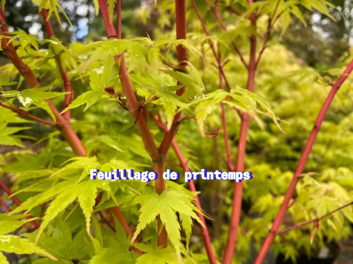 Acer palmatum Sangokaku-printemps.webp