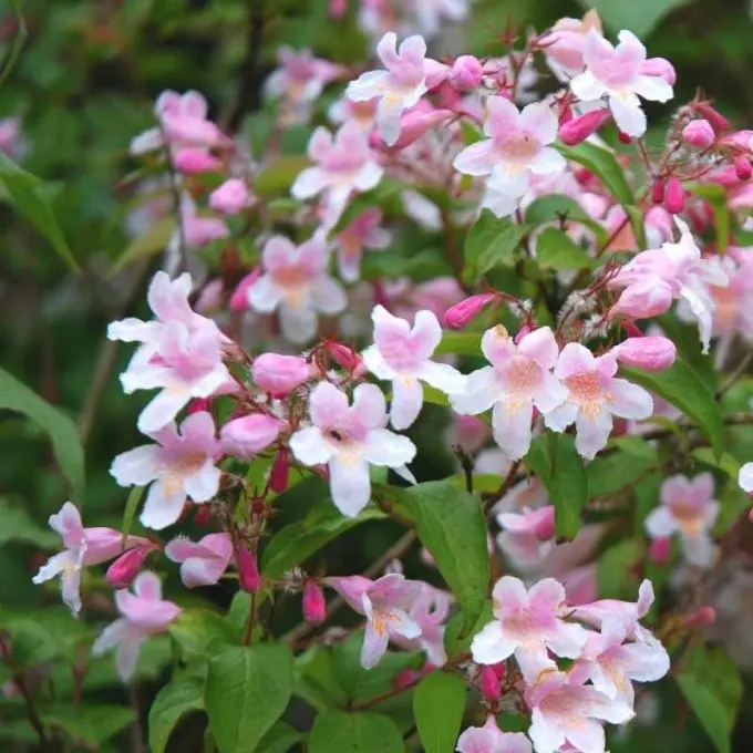 Kolkwitzia amabilis Pink Cloud-2.webp