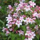 Kolkwitzia amabilis Pink Cloud-2.webp
