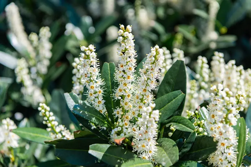 prunus-laur-fleurs-AdobeStock_1137344782.webp