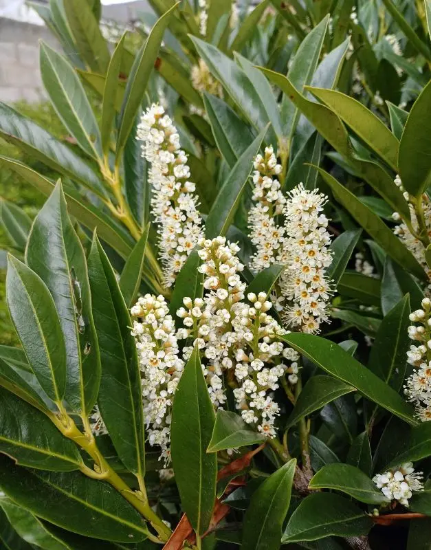 Prunus-otto-fl.webp
