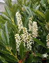 Prunus-otto-fl.webp
