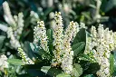 prunus-laur-fleurs-AdobeStock_1137344782.webp