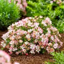 Rosier Cutie Pie-1.webp