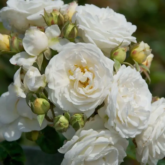 Rosier Perfume Dreams-2.webp