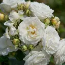Rosier Perfume Dreams-2.webp