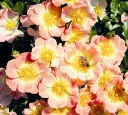 Bijenveelde Apricot.webp