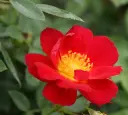 BIJENVEELDE LIGHT RED.webp