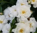 Bijenweelde® Ivory .webp