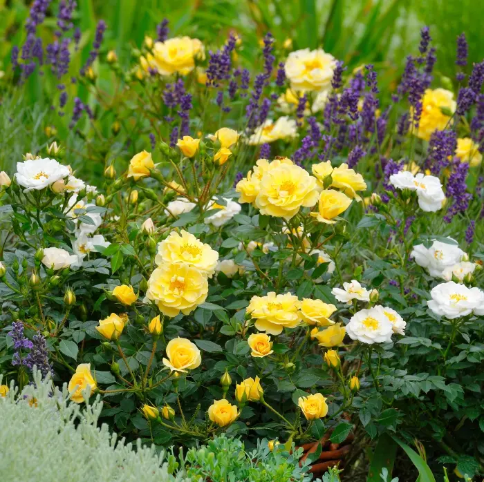 Bijenweelde geel (4).webp