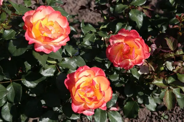 Rosier Flaming Star.webp