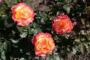 Rosier Flaming Star.webp