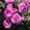 carmen-wurth.webp