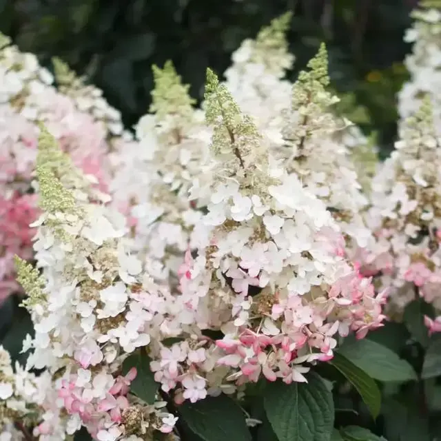 Hydrangea paniculata Candlelight-2.webp