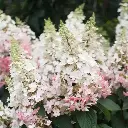 Hydrangea paniculata Candlelight-2.webp