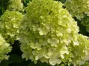 Hydrangea paniculata LimeLight-1.webp