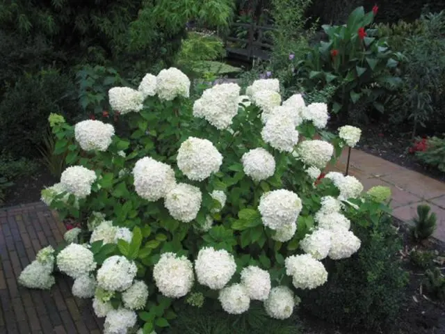 Hydrangea paniculata LimeLight-2.webp
