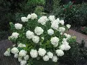 Hydrangea paniculata LimeLight-2.webp