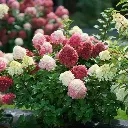 Hydrangea paniculata Little Lime-1.webp