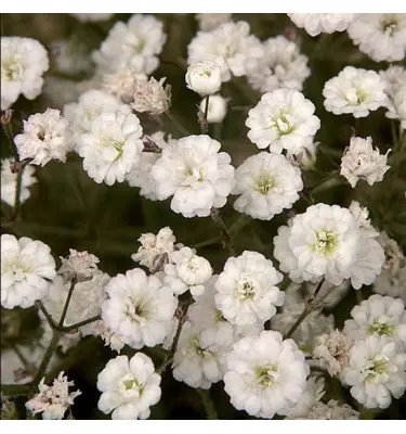 Gypsophila paniculata Starflakes-2.webp