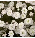 Gypsophila paniculata Starflakes-2.webp