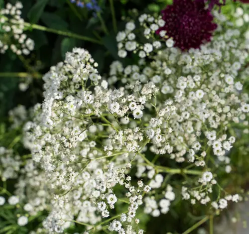 Gypsophila paniculata Festival White-2.webp