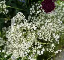 Gypsophila paniculata Festival White-2.webp