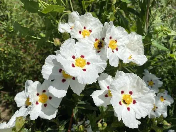 Cistus danseraui Decumbes-1.webp