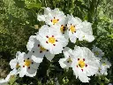 Cistus danseraui Decumbes-1.webp