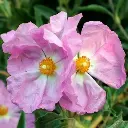 Cistus argenteum Silver Pink-1.webp