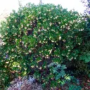 ARBUCOM01_G998_01.webp