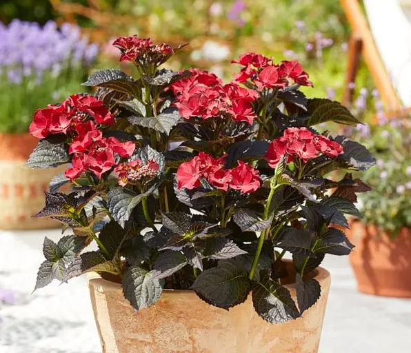 Hydrangea mac Teller Black Diamond Dark Angel-2.webp