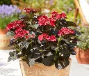 Hydrangea mac Teller Black Diamond Dark Angel-2.webp