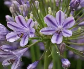 Agapanthus Little Amethyst-1.webp