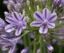 Agapanthus Little Amethyst-1.webp