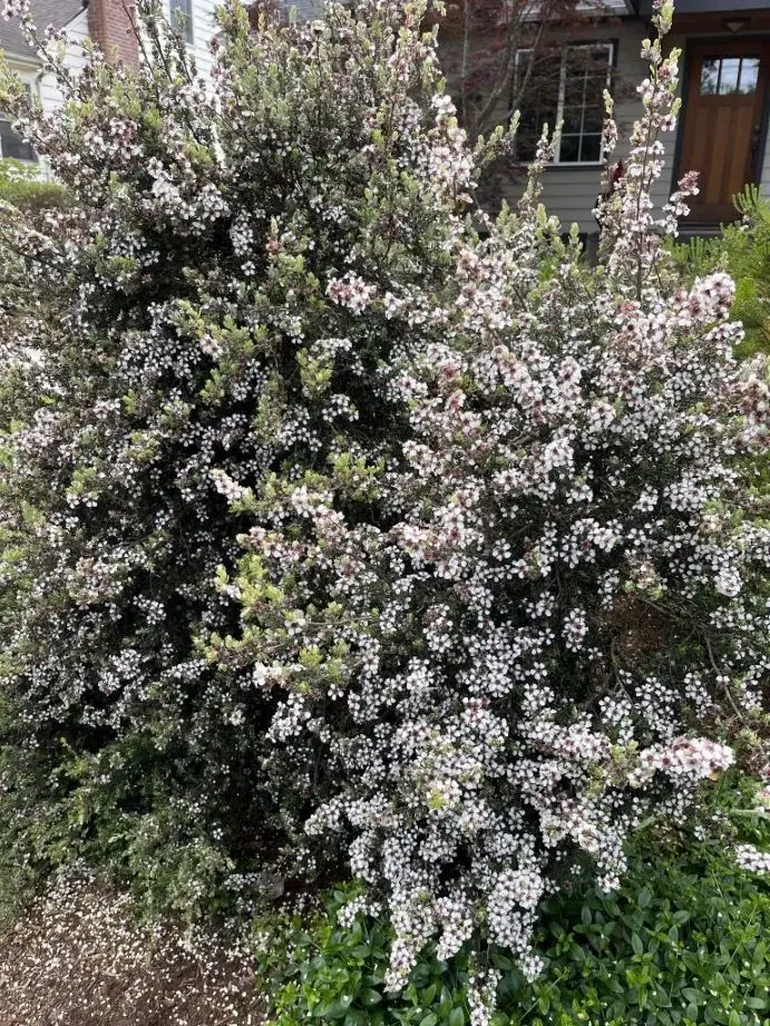 LEPTOSPERMUM lanigerum Silver Sheen -2.webp