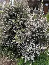 LEPTOSPERMUM lanigerum Silver Sheen -2.webp