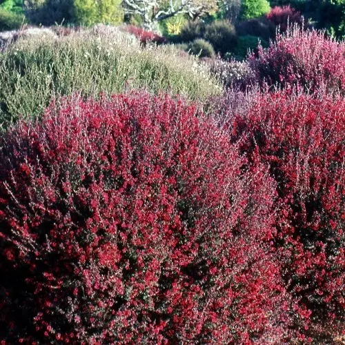 LEPTOSPERMUM scoparium Crimson glory -2.webp