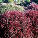 LEPTOSPERMUM scoparium Crimson glory -2.webp