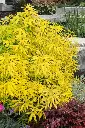 Choisya Ternata Goldfinger-1.webp