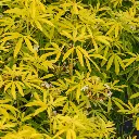 Choisya Ternata Goldfinger-2.webp