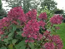 hydrangea-pan-pinky-winky--AdobeStock_139208452.webp