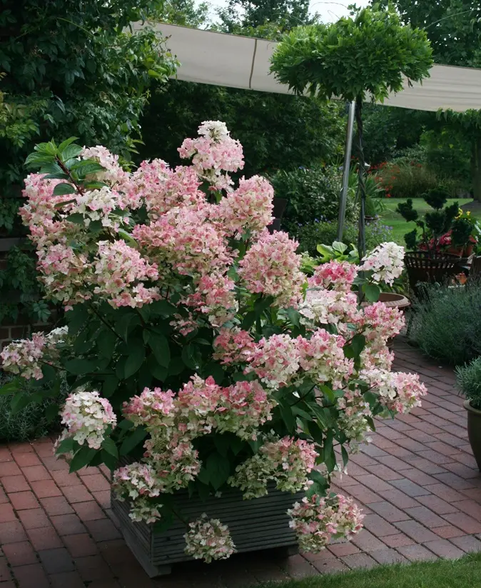 hydrangea-pan-pinky-winky-AdobeStock_139208380.webp