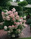 hydrangea-pan-pinky-winky-AdobeStock_139208380.webp