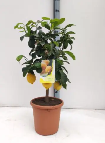 citrus-jaune-minitige.webp