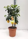 citrus-jaune-minitige.webp