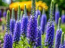 -Veronica spicata Anniversary BlueAdobeStock_1357244349.webp