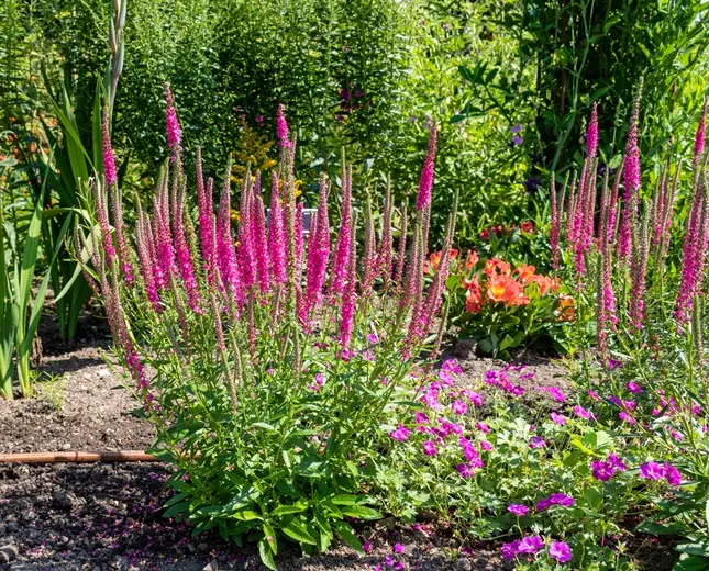 Veronica spicata Atomic pink-AdobeStock_502399713.webp