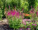 Veronica spicata Atomic pink-AdobeStock_502399713.webp